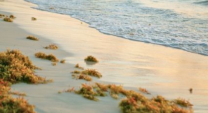 Semana Santa en la playa: prevén la mayor temporada de sargazo en estas costas de México