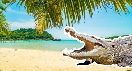 ¿Cuáles son las recomendaciones ante la presencia de cocodrilos en la playa durante tus vacaciones?