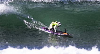 La historia de Sugar, la perrita surfista que dejó huella y llegó al Salón de la Fama