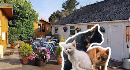 Así es el hogar donde los gatitos viven tranquilos y felices en sus últimos años
