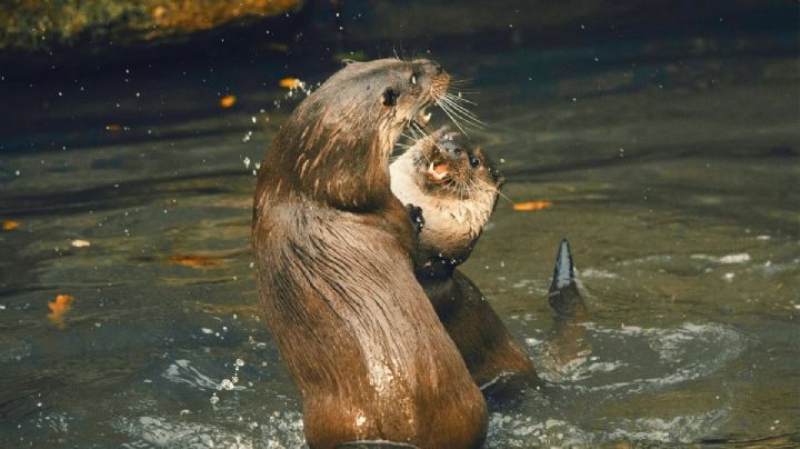 Captan a nutrias juguetonas en Oaxaca y las llaman “perritos de agua” por esta razón