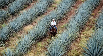 Clima y pronóstico meteorológico en Tequila para este lunes 20 de abril