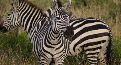 La cebra más GRANDE de México que puedes conocer a 2 horas de la CDMX