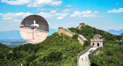 La cigüeña que recibió una prótesis mecánica en China y hoy tiene una segunda oportunidad de vida