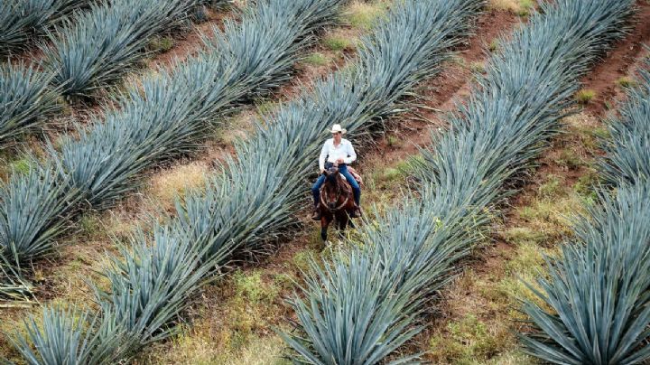 Clima y pronóstico en Tequila, Jalisco para este lunes 27 de julio