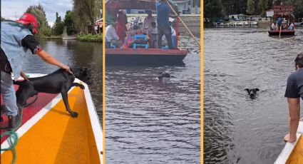 Perrito salta de trajinera en Xochimilco y sorprende por su habilidad en el agua