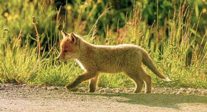 El zorrito que sorprendió en la noche en la Sierra Gorda de Guanajuato y cautivó en redes