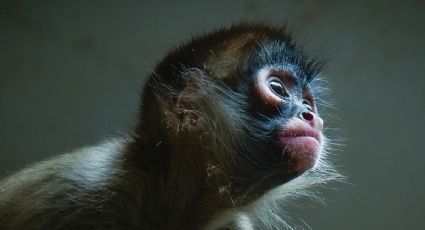 Registran nueva cría de mono araña en Chiapas tras más de 30 años sin presencia en la zona