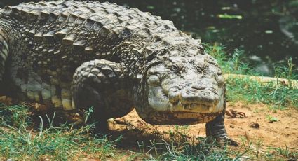 Cocodrilo es captado cerca de las vías del Tren Maya y se vuelve viral en redes