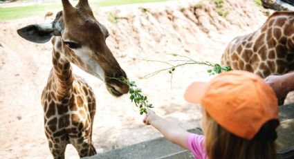 Zoológicos cerca de CDMX para disfrutar el Día del Niño