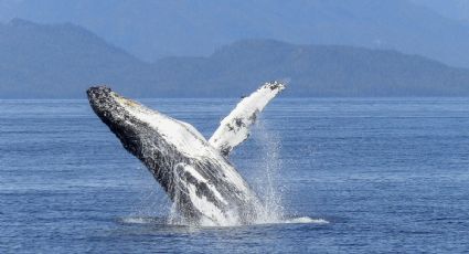 Timmy: la historia de la ballena más querida de Alemania y su lucha por la vida