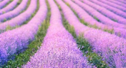 ¿Cómo llegar en autobús desde la CDMX al pueblito para recorrer campos de lavanda en fin de semana?