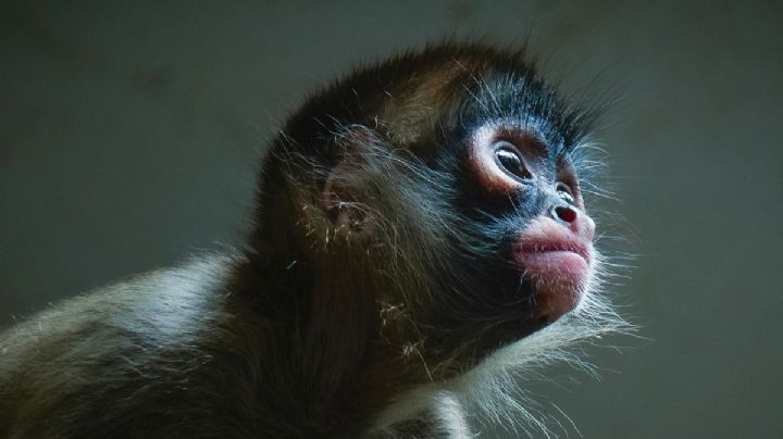 Registran nueva cría de mono araña en Chiapas tras más de 30 años sin presencia en la zona