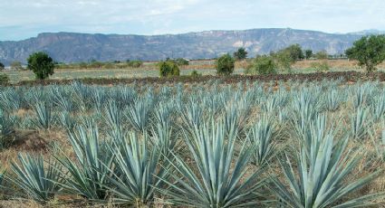 Pronóstico del clima y temperaturas en Tequila para este viernes 1 de mayo