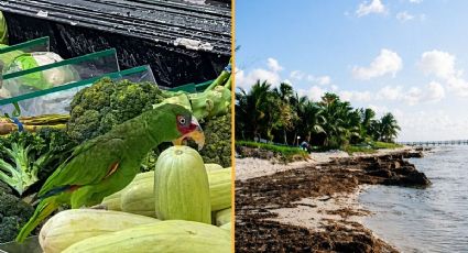 Lorito irrumpe en supermercado de Cozumel y se roba el momento entre las verduras