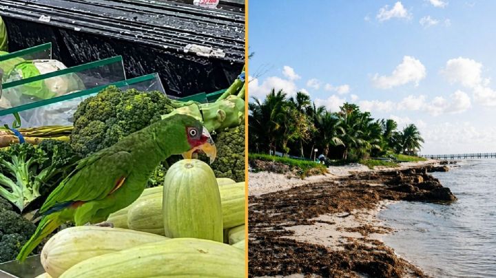 Lorito irrumpe en supermercado de Cozumel y se roba el momento entre las verduras