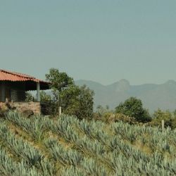 Clima y pronóstico en el pueblo mágico de Tequila para este sábado 25 de abril