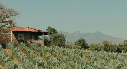 Pronóstico del clima en Tequila para este sábado 2 de mayo