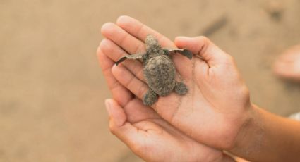 Tamaulipas vive espectáculo natural con llegada masiva de tortugas marinas