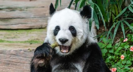 Pandas gigantes dejan de estar en peligro de extinción y así puedes conocerlos en la CDMX