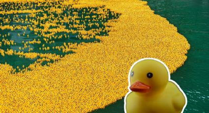 La carrera de patitos que llenó de color un canal en Alemania y conmovió a miles