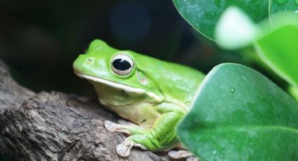 Día del Anfibio: Estas son las especies más importantes de México y su papel en la naturaleza