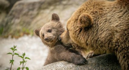 Osa y su cría protagonizan un tierno momento al bañarse juntas en España