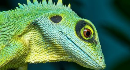 Iguanas sorprenden al aparecer en el jardín de una casa en Cancún y roban miradas