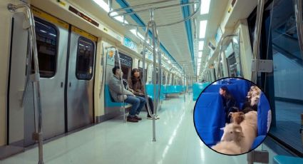 El tren donde gallinas, cerditos y otros animalitos viajan como pasajeros en China