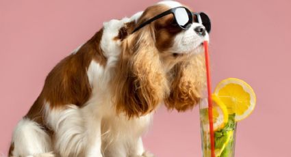 Ola de calor en CDMX: ¿Cómo proteger a tus mascotas de las altas temperaturas?
