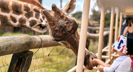 Celebra el Día del Niño en zoológico del Edomex con entrada GRATIS el 30 de abril
