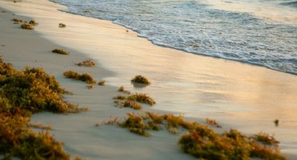 Cuándo inicia la temporada de sargazo en México y en qué playas se presenta