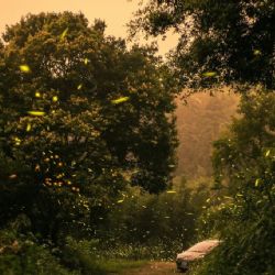 ¿Avistamiento de luciérnagas en abril? Cómo vivir esta experiencia en un Pueblo Mágico de Hidalgo