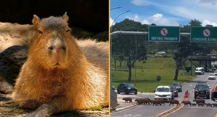 Una manada de capibaras sorprende al cruzar calles en Brasil y cautiva a todos