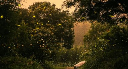 ¿Avistamiento de luciérnagas en abril? Cómo vivir esta experiencia en un Pueblo Mágico de Hidalgo