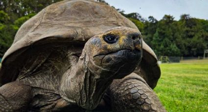 Jonathan, la tortuga más longeva del mundo sigue conquistando corazones con su historia