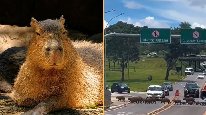Una manada de capibaras sorprende al cruzar calles en Brasil y cautiva a todos