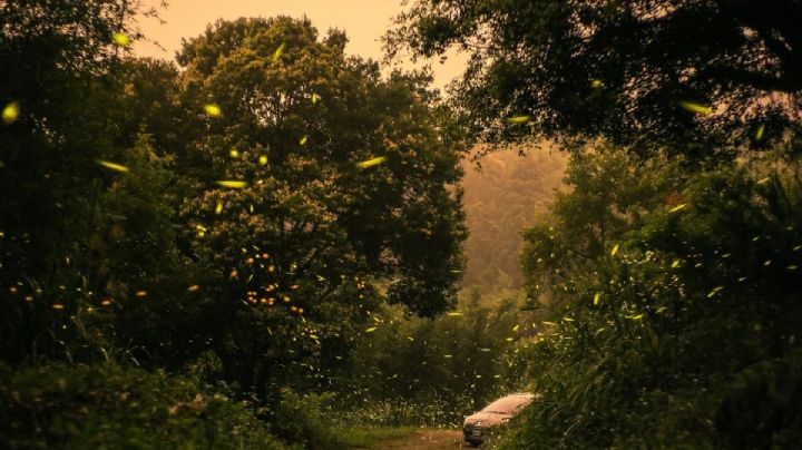 ¿Avistamiento de luciérnagas en abril? Cómo vivir esta experiencia en un Pueblo Mágico de Hidalgo