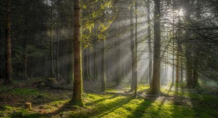¿Cuánto gastas en casetas al Pueblo Mágico de Hidalgo con un bosque encantado lleno de cascadas?