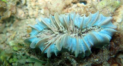 Qué es el dragón azul y cuáles son los riesgos de encontrar esta especie en playas de México