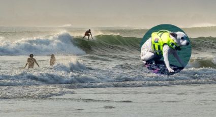 La historia de Sugar, la perrita surfista que dejó huella y llegó al Salón de la Fama