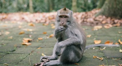 El extraño visitante que sorprendió a los habitantes en las calles de Nuevo León