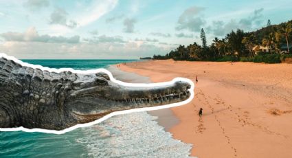 Así fue el rescate de un cocodrilo de tres metros en una playa de Oaxaca