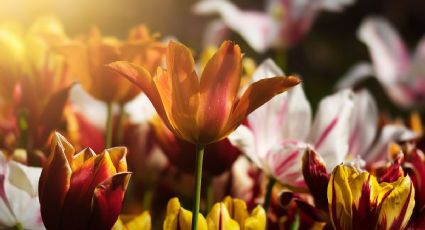 Vuelve el Festival de las Flores a Tenancingo: así será su edición 2026