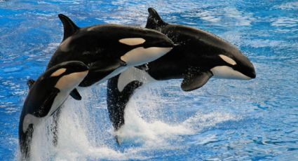 Orcas muestran un comportamiento inusual al acercarse a una embarcación en la Antártida