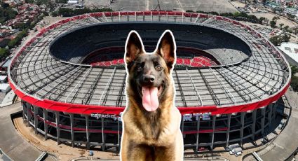 Binomios caninos se suman a la seguridad de eventos masivos rumbo al Mundial 2026