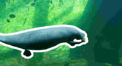Un manatí aparece en la Laguna de Las Ilusiones en Tabasco y llama la atención en redes