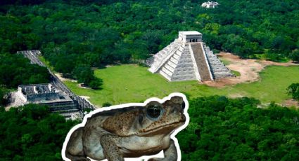 El sapo gigante que apareció en Chichén Itzá y su vínculo con la lluvia en la cultura maya