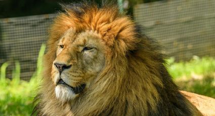 Safari en Hidalgo con más de 1,000 animales que puedes visitar a una hora de CDMX