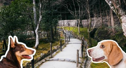 Así fue el inesperado encuentro entre dos perritos que parece una escena de amor